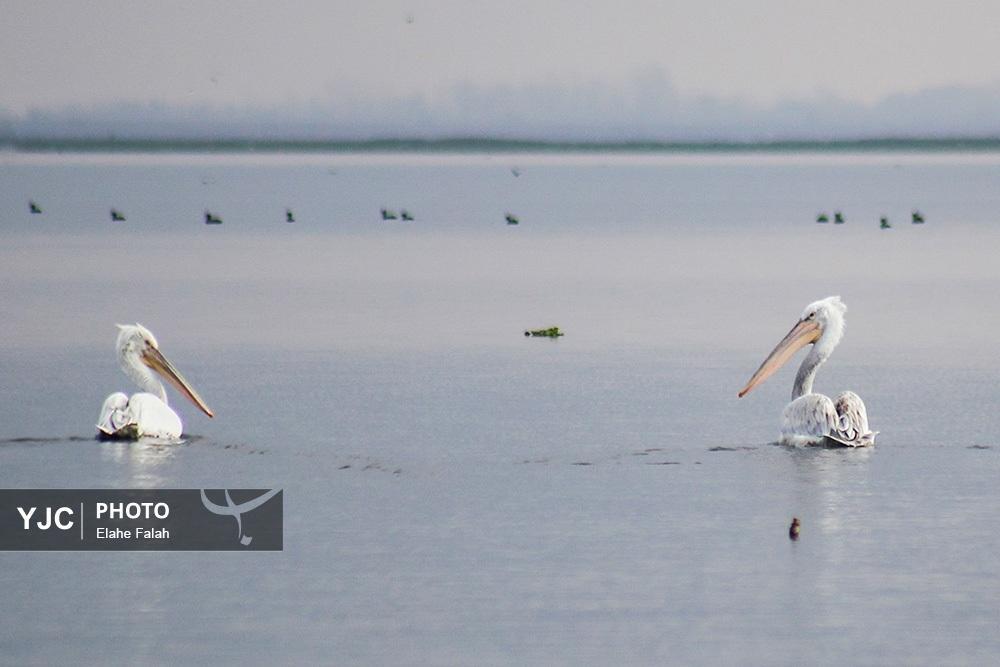 تصاویر: مهمانان زمستانی تالاب انزلی