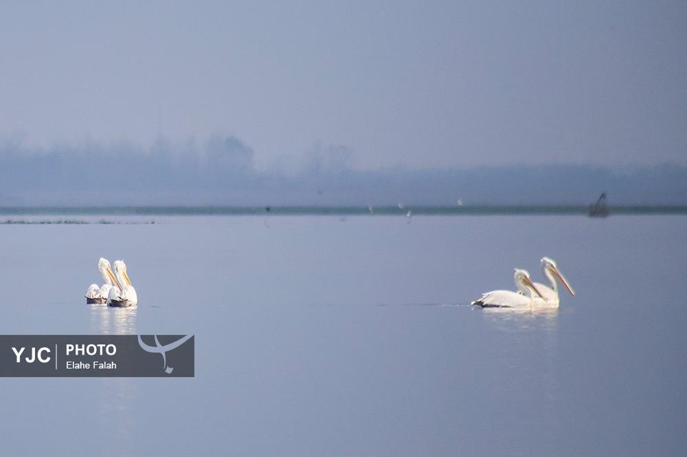 تصاویر: مهمانان زمستانی تالاب انزلی
