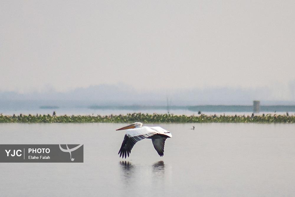 تصاویر: مهمانان زمستانی تالاب انزلی