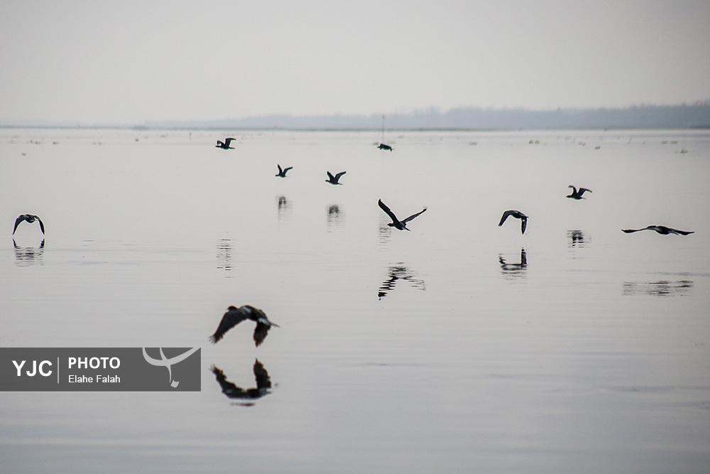 تصاویر: مهمانان زمستانی تالاب انزلی