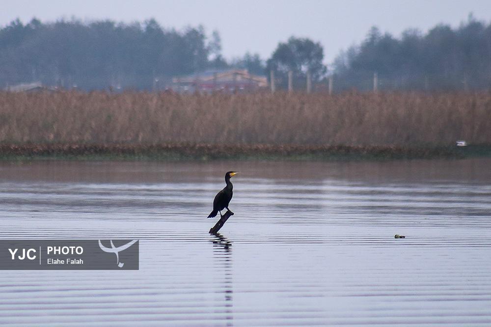 تصاویر: مهمانان زمستانی تالاب انزلی