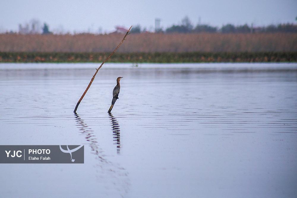تصاویر: مهمانان زمستانی تالاب انزلی
