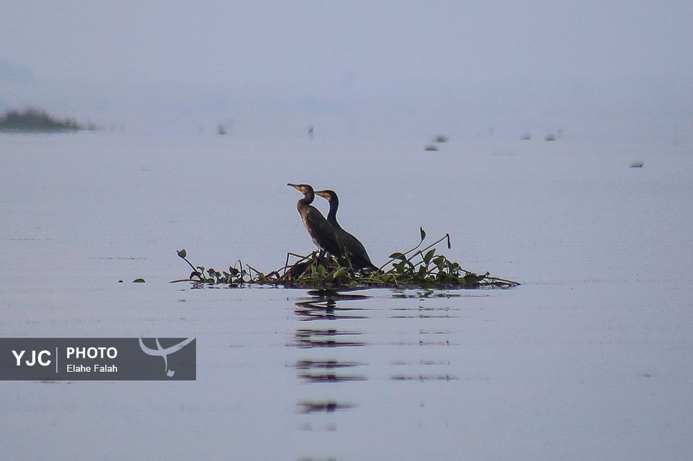تصاویر: مهمانان زمستانی تالاب انزلی