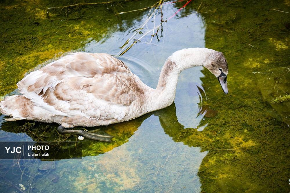 تصاویر: مهمانان زمستانی تالاب انزلی