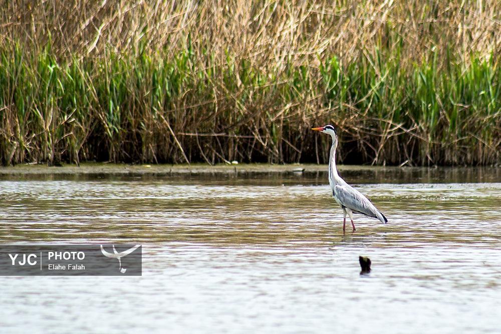 تصاویر: مهمانان زمستانی تالاب انزلی