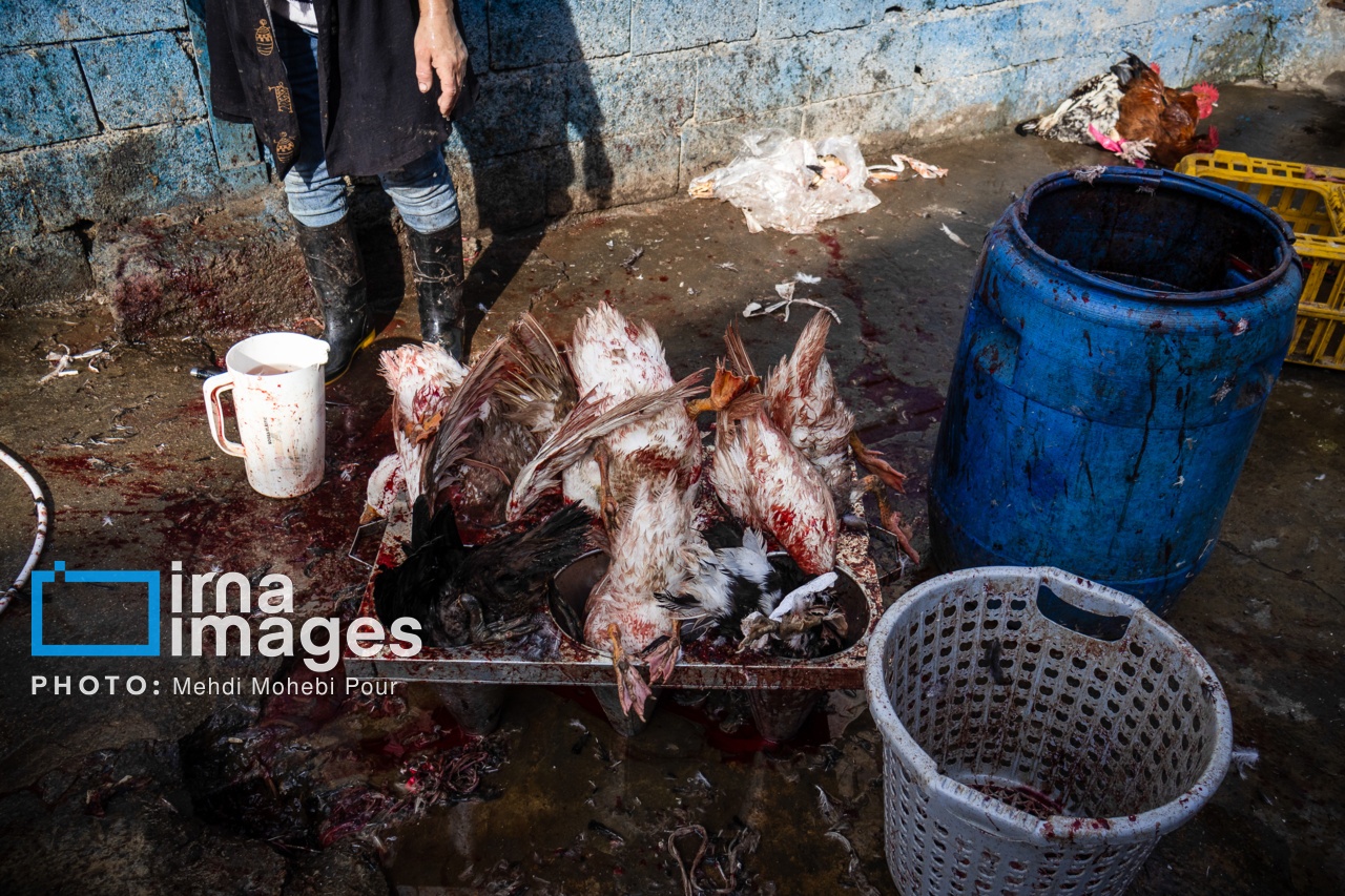 تصاویر: جمعه بازار «جویبار»