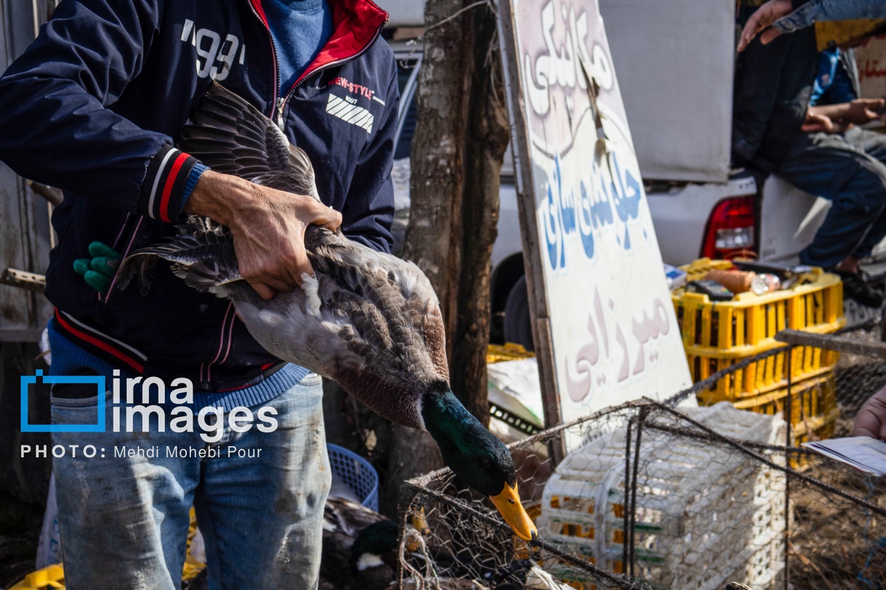 تصاویر: جمعه بازار «جویبار»