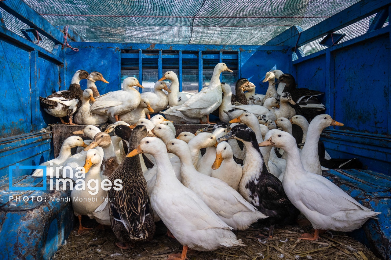 تصاویر: جمعه بازار «جویبار»