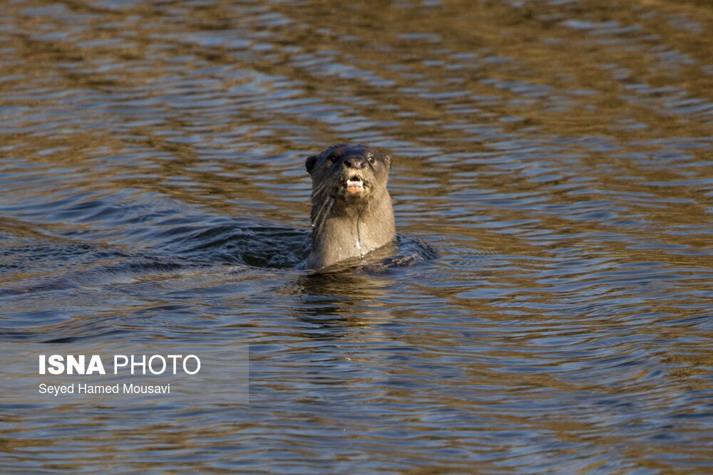 تصاویر: تالاب هورالعظیم