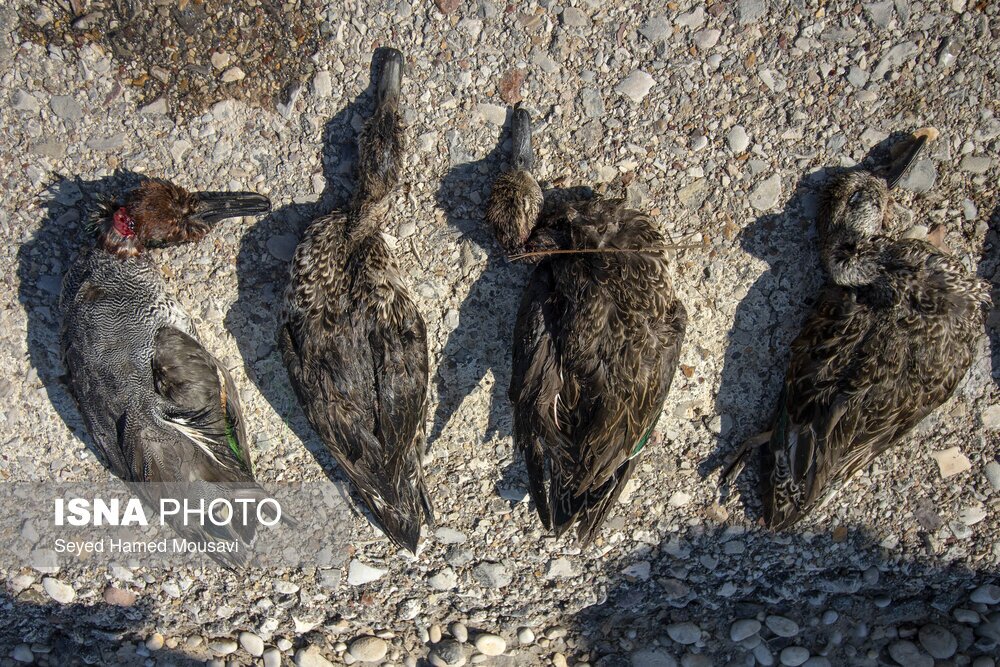 تصاویر: تالاب هورالعظیم