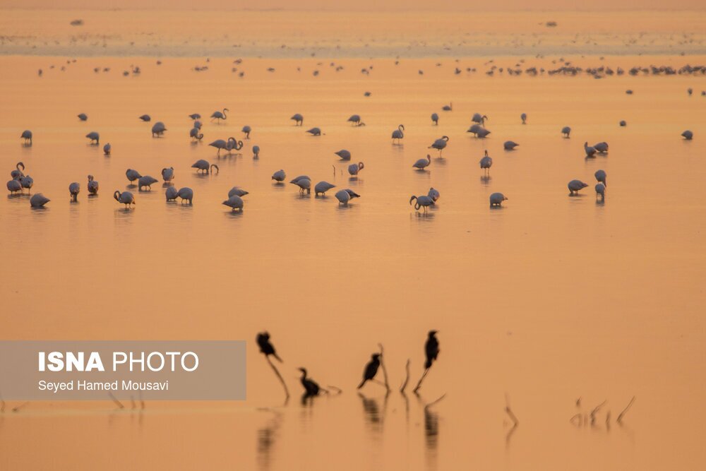 تصاویر: تالاب هورالعظیم