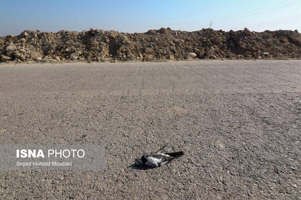 تصاویر: تالاب هورالعظیم