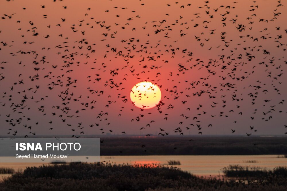 تصاویر: تالاب هورالعظیم