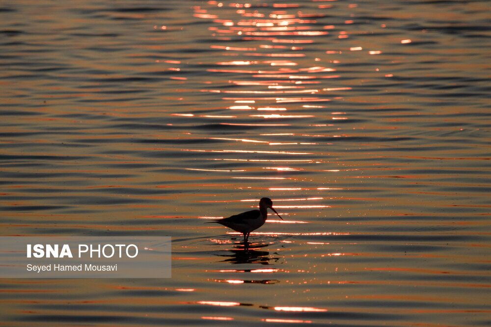 تصاویر: تالاب هورالعظیم