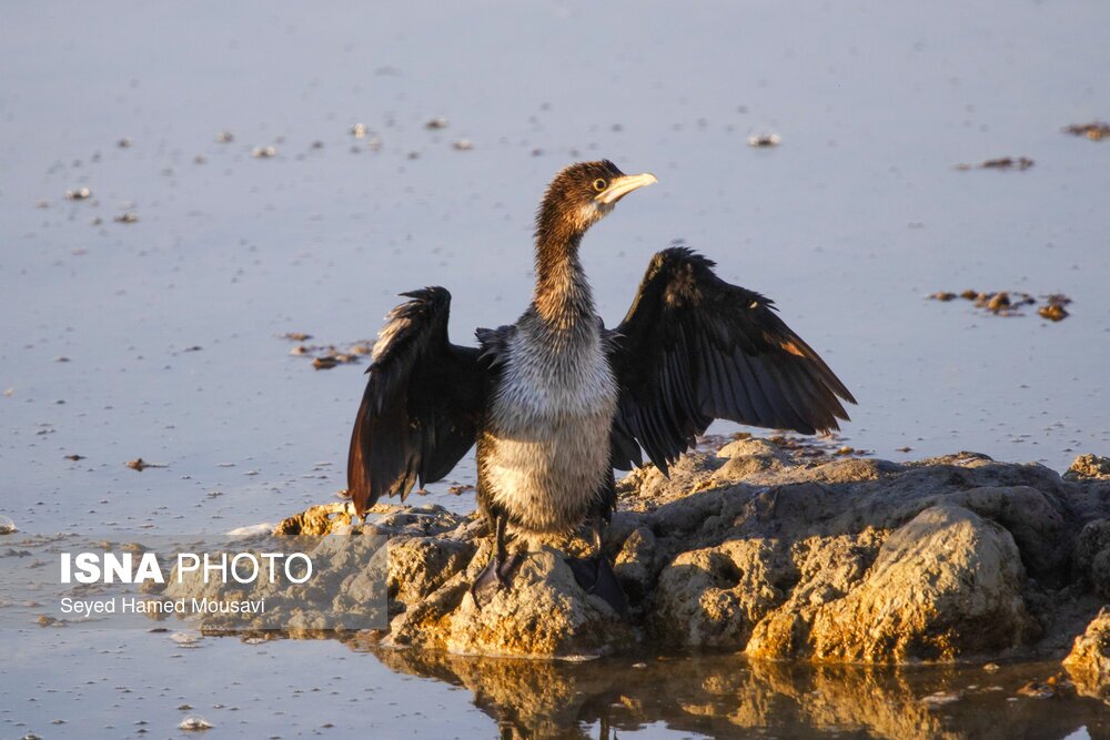 تصاویر: تالاب هورالعظیم
