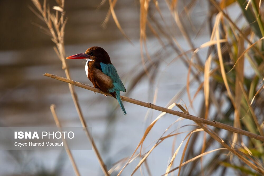 تصاویر: تالاب هورالعظیم