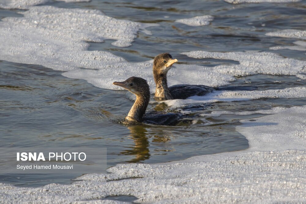 تصاویر: تالاب هورالعظیم