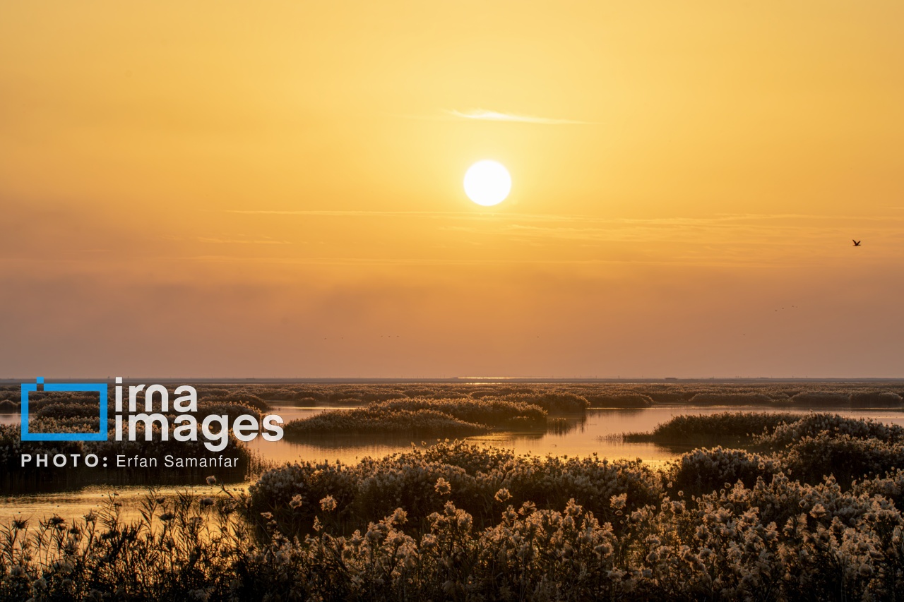 تصاویر: «شط‌علی»