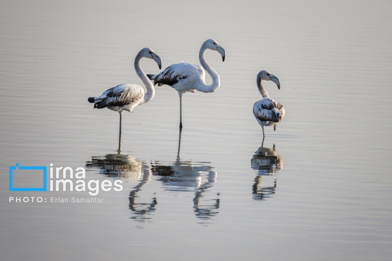 تصاویر: «شط‌علی»