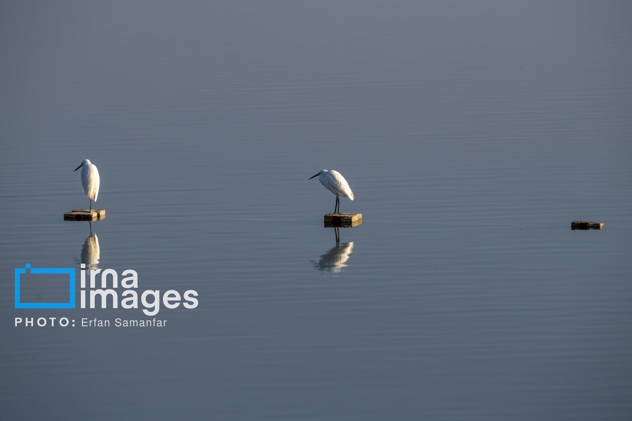 تصاویر: «شط‌علی»