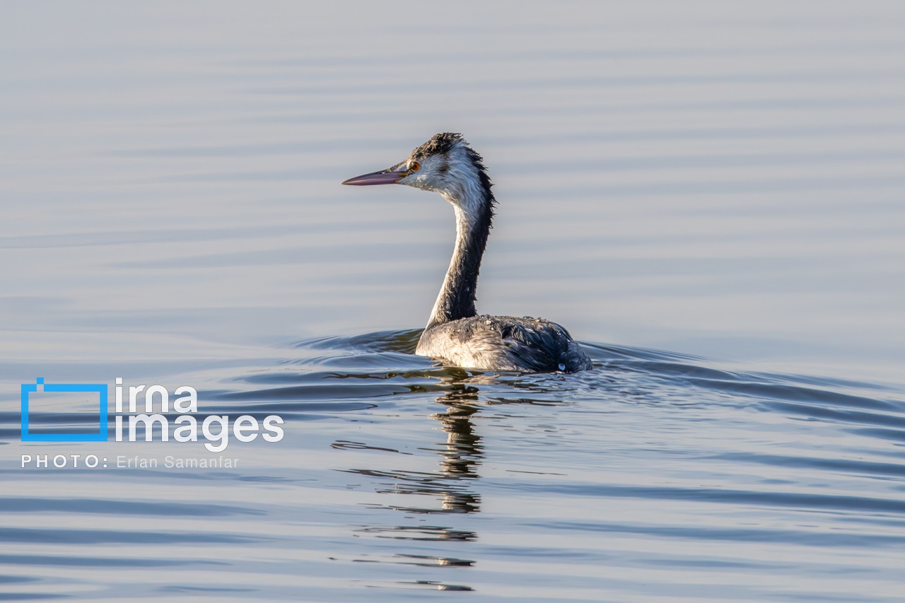 تصاویر: «شط‌علی»