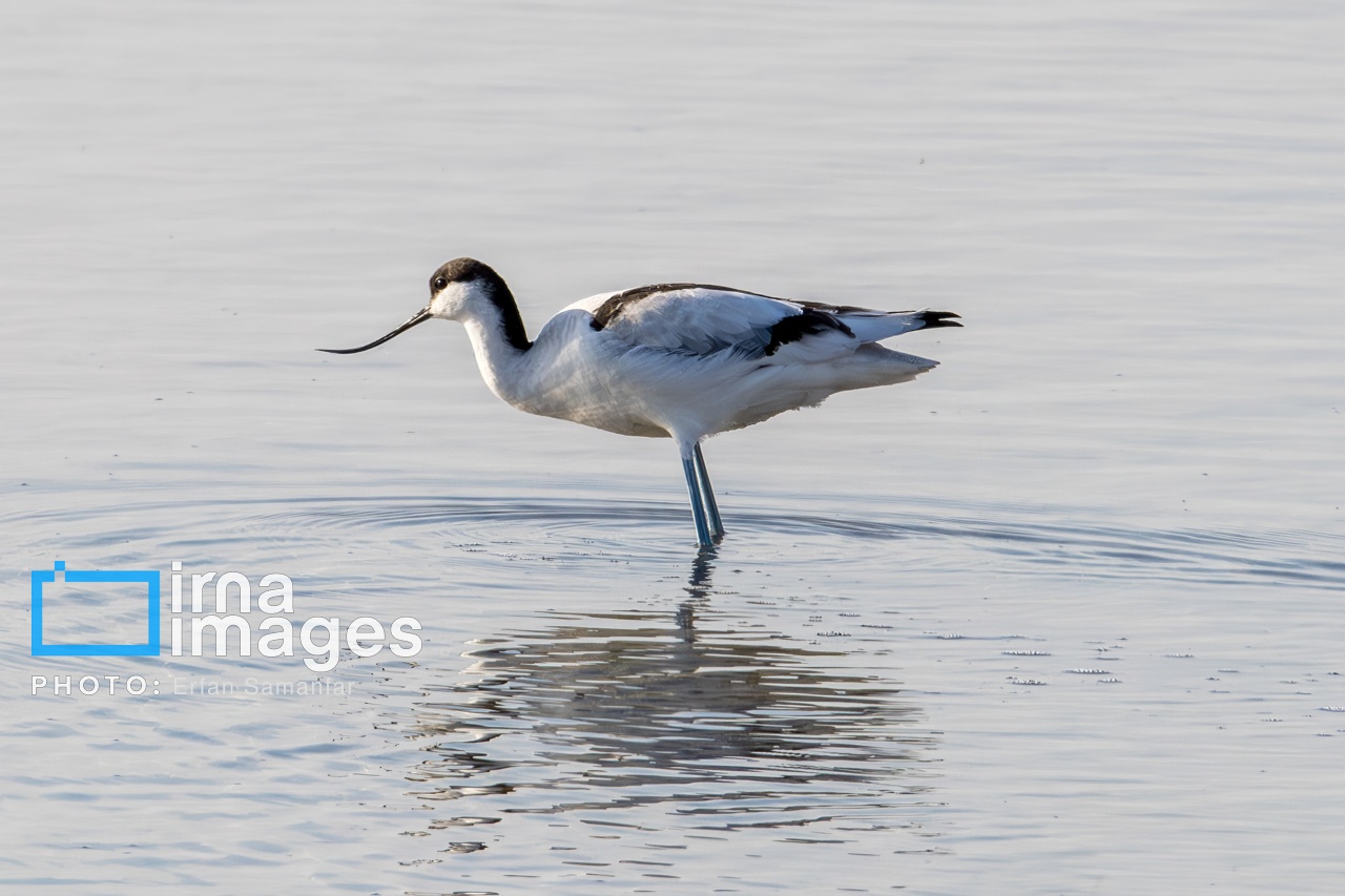 تصاویر: «شط‌علی»