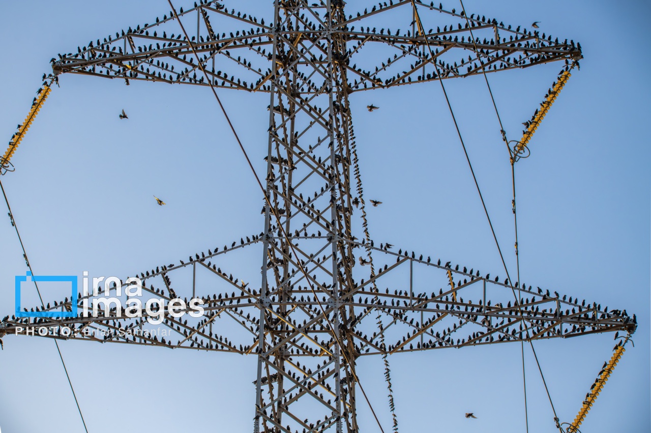 تصاویر: «شط‌علی»