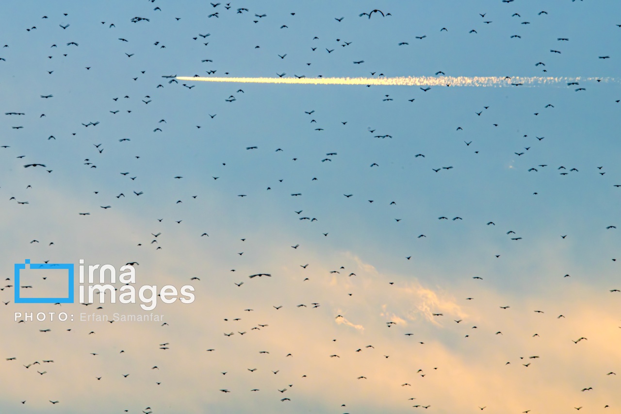 تصاویر: «شط‌علی»