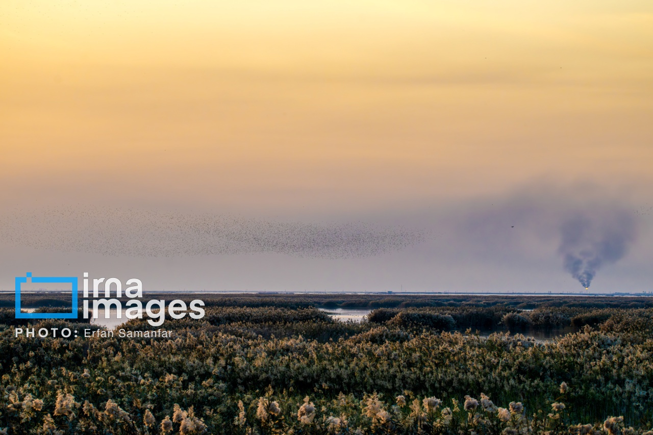 تصاویر: «شط‌علی»