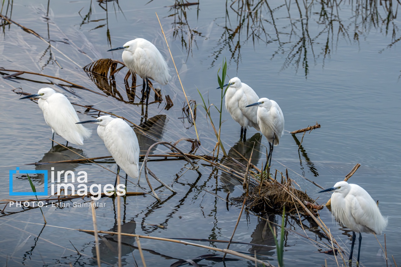تصاویر: «شط‌علی»