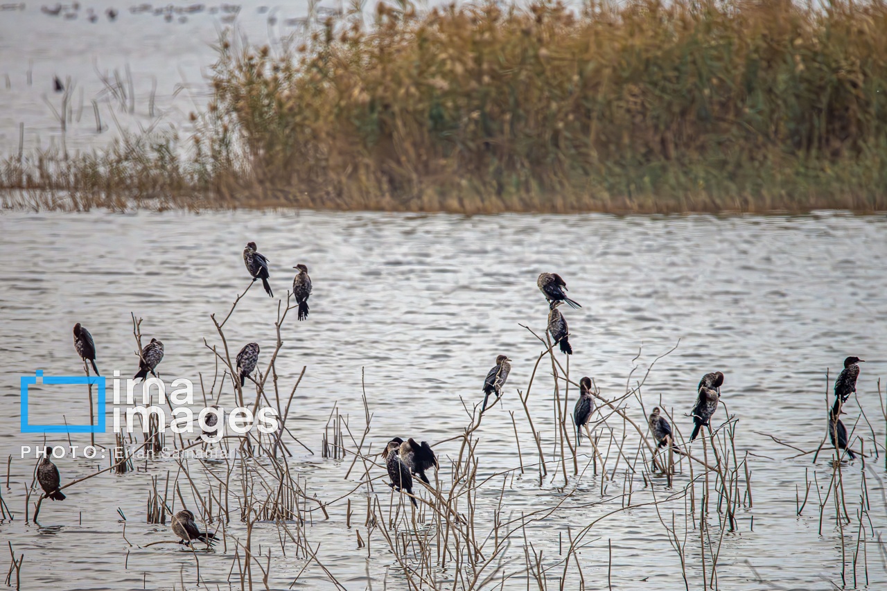 تصاویر: «شط‌علی»