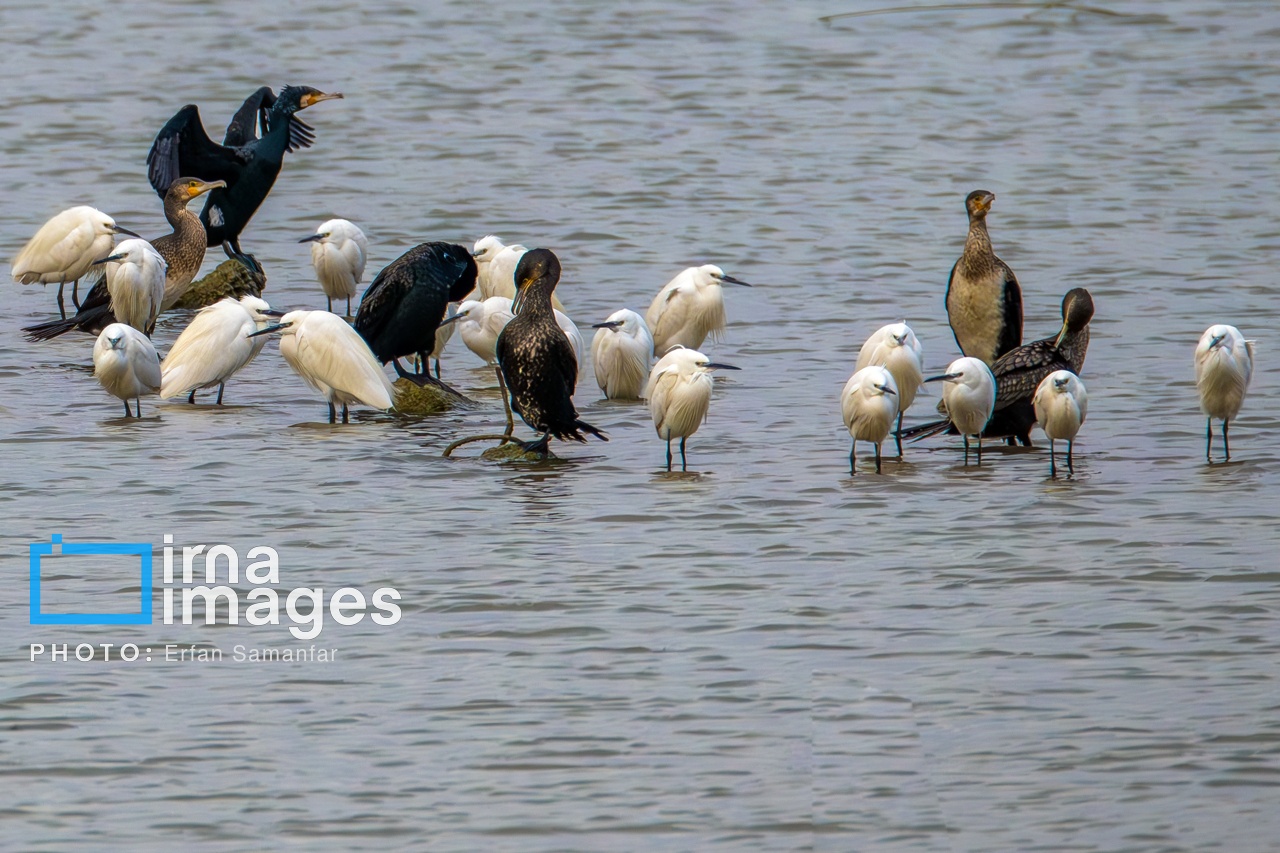 تصاویر: «شط‌علی»