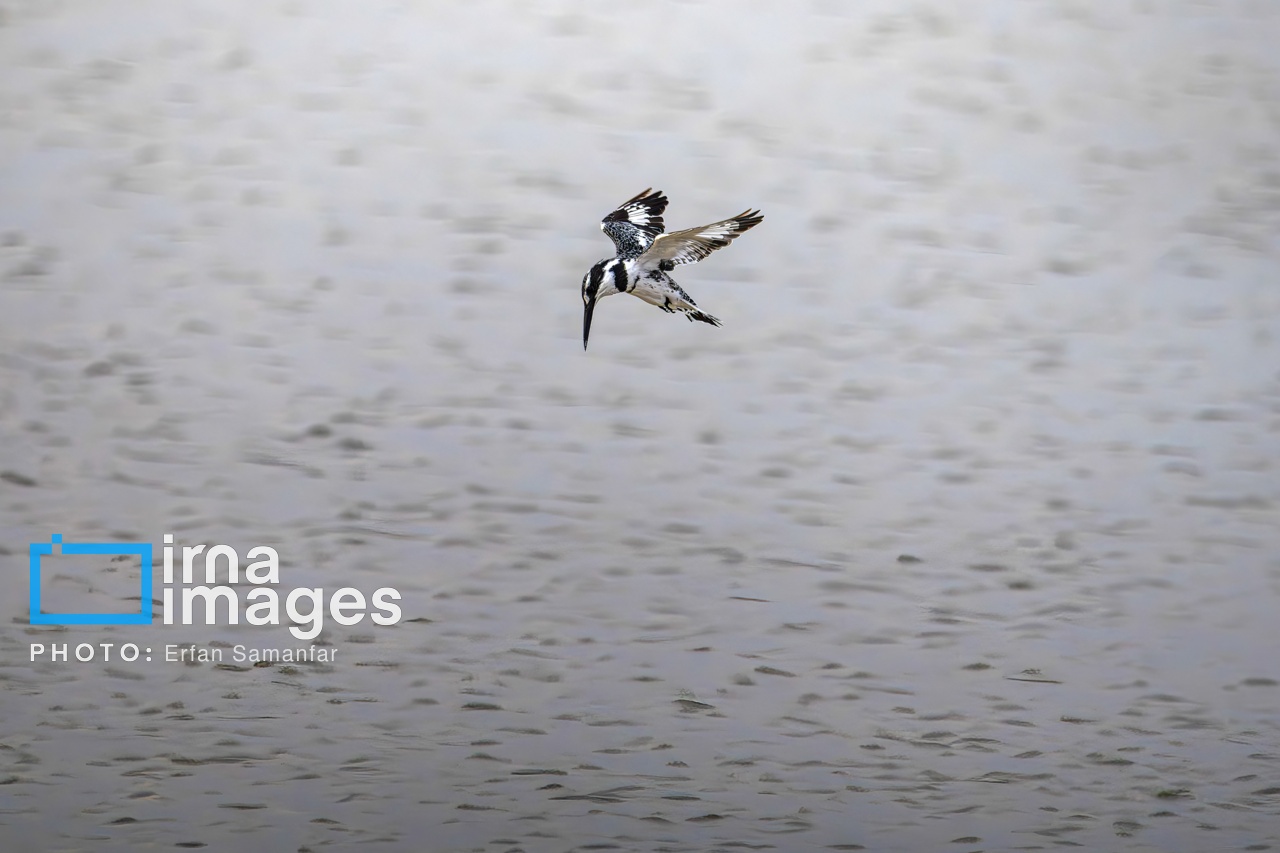 تصاویر: «شط‌علی»