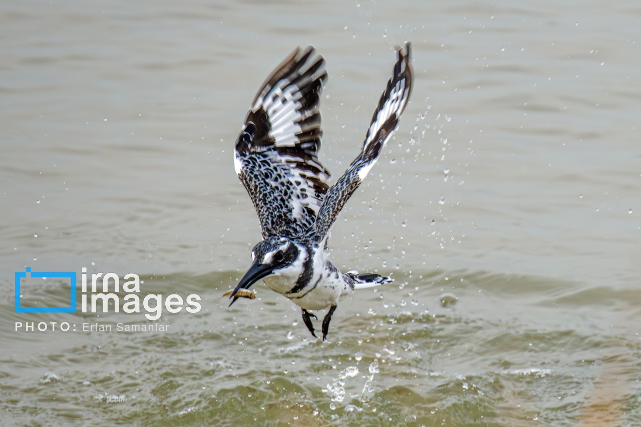 تصاویر: «شط‌علی»