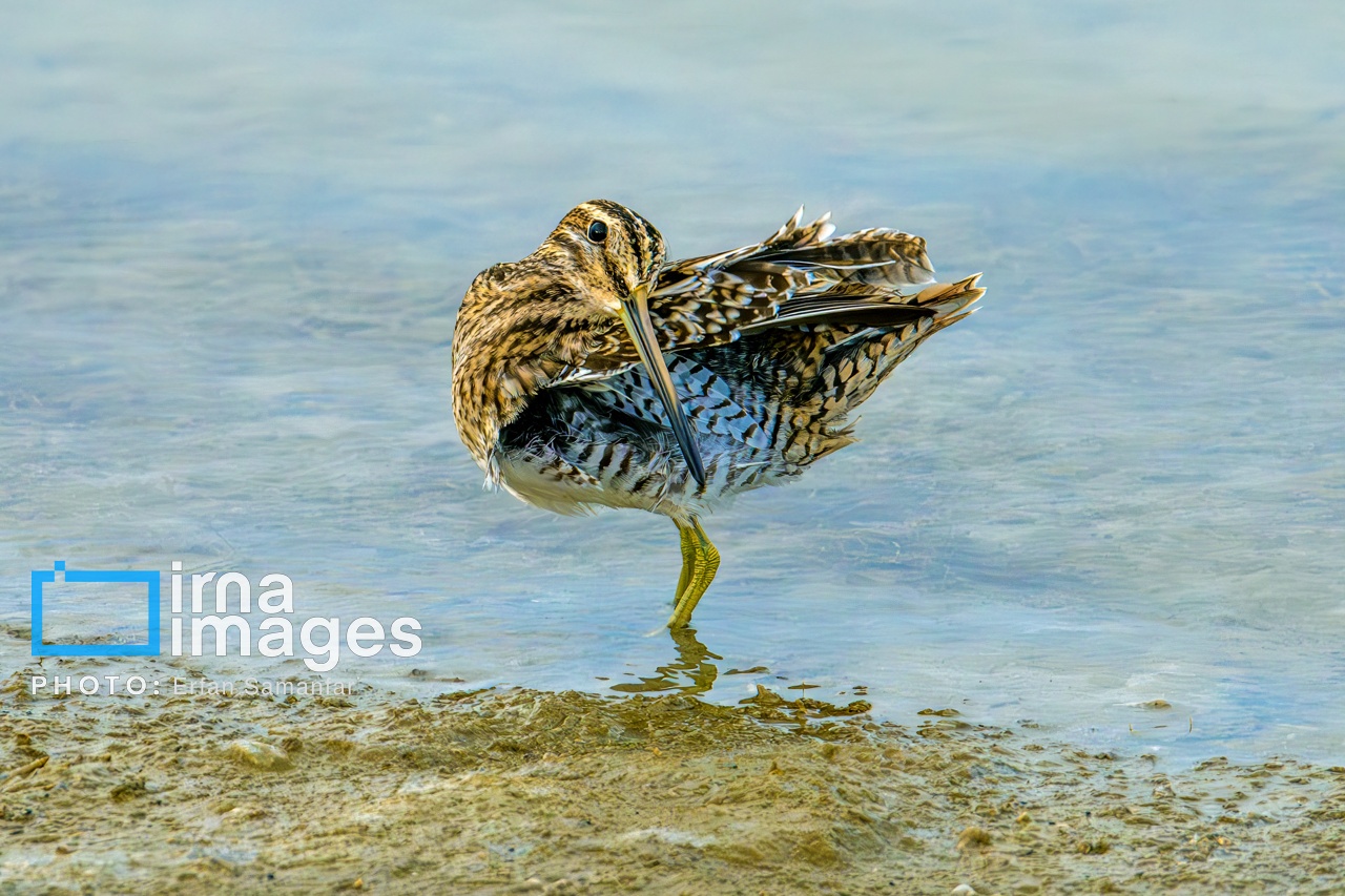تصاویر: «شط‌علی»