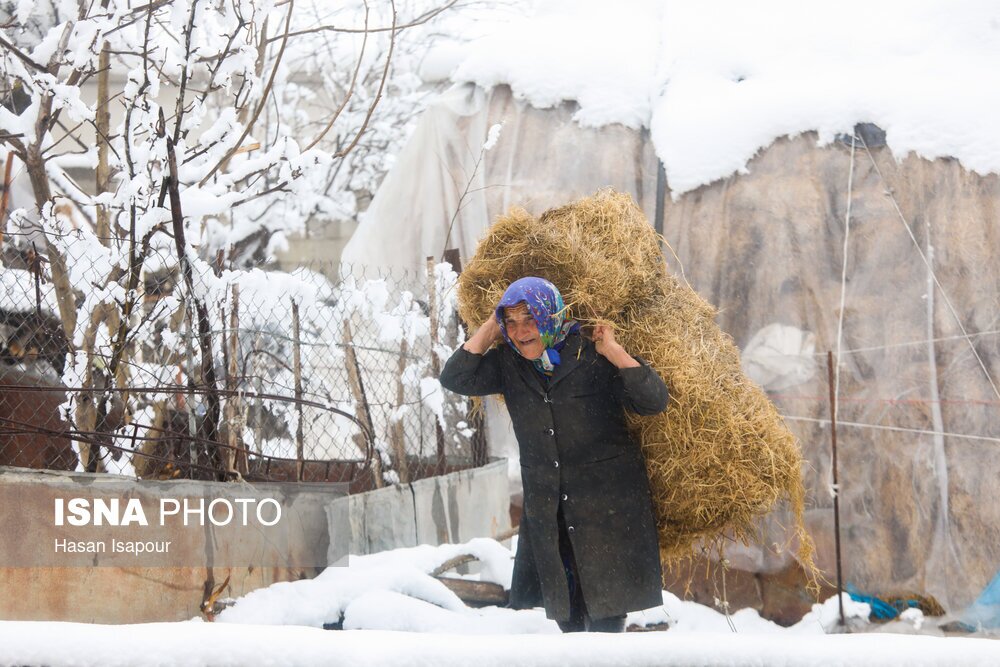 تصاویر: بارش برف در سوادکوه