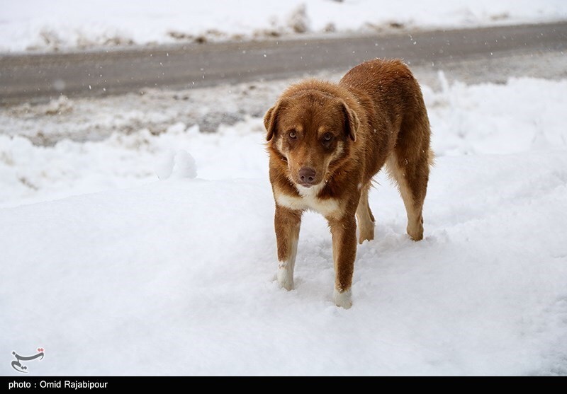 تصاویر: بارش برف در ارتفاعات رحیم آباد - گیلان
