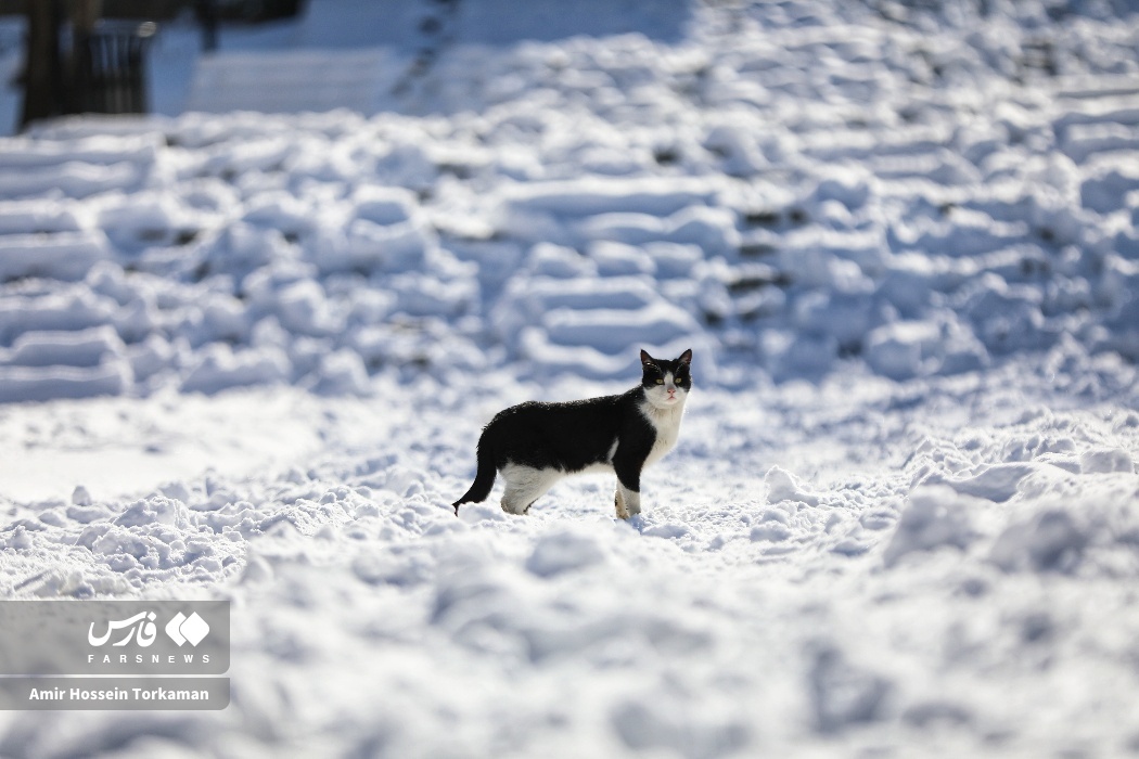 تصاویر: بارش سنگین برف در همدان