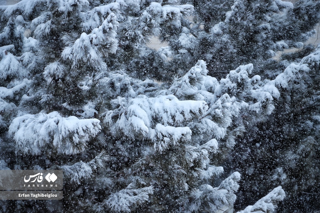 تصاویر: روز خوش برفی در زنجان