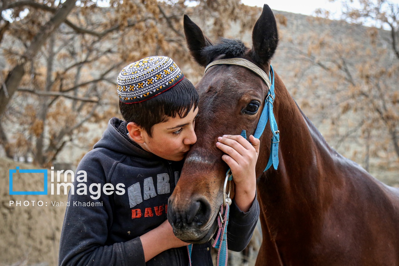 تصاویر: اسب ترکمن