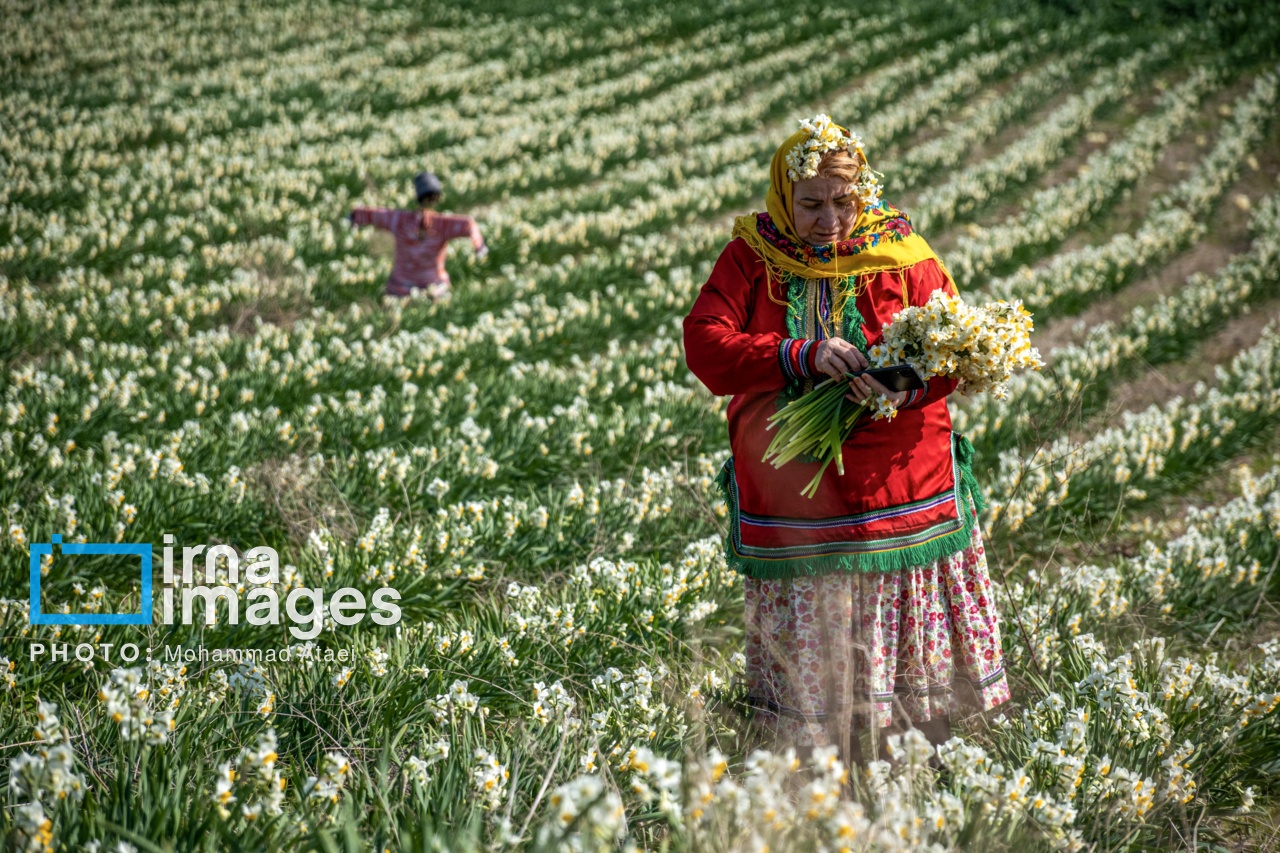 تصاویر: برداشت گل نرگس در گلستان