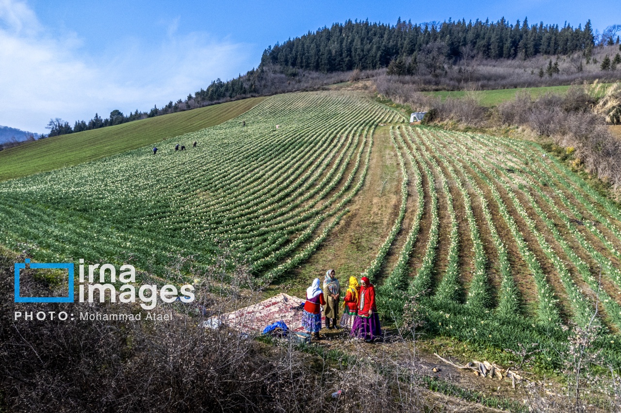 تصاویر: برداشت گل نرگس در گلستان