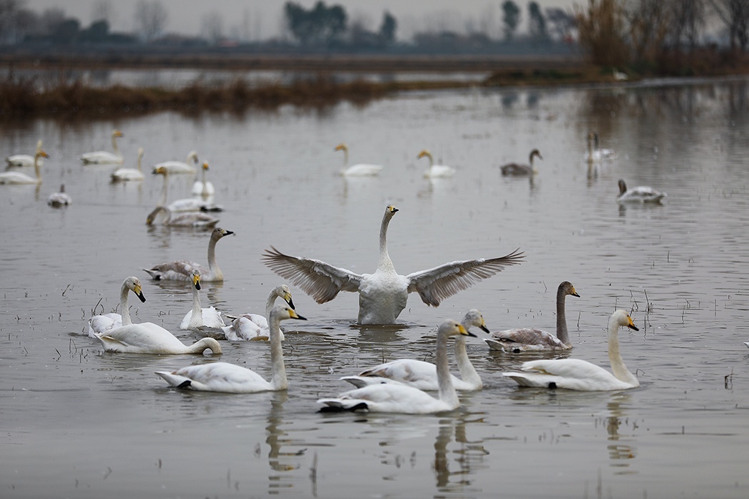 تصاویر: زیستگاه