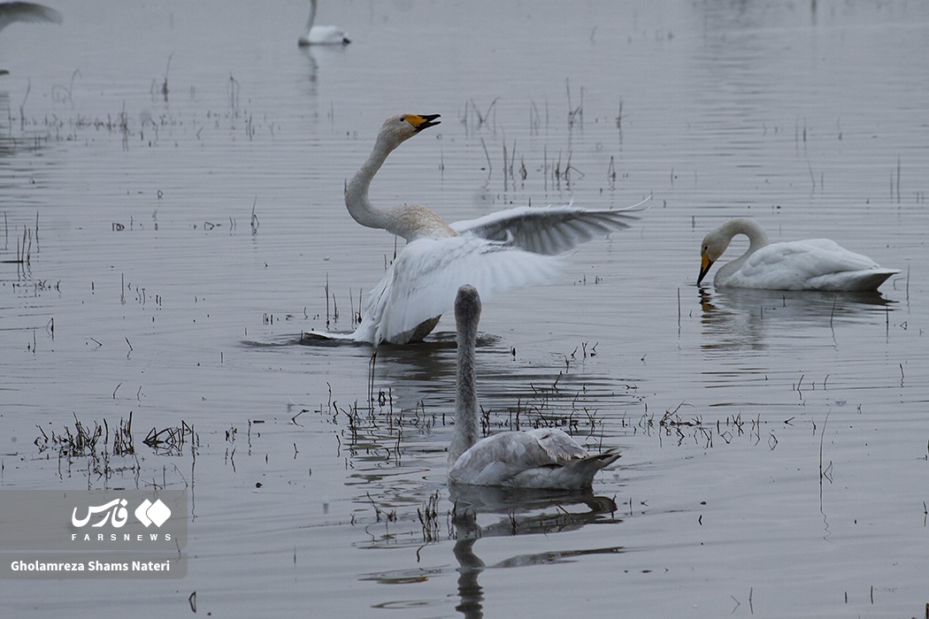 تصاویر: زیستگاه