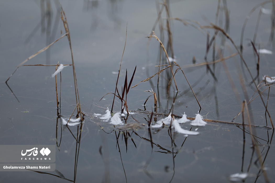 تصاویر: زیستگاه