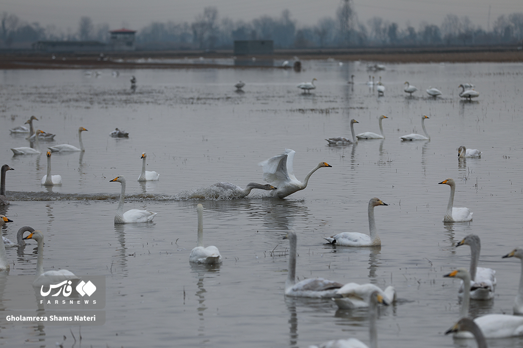 تصاویر: زیستگاه