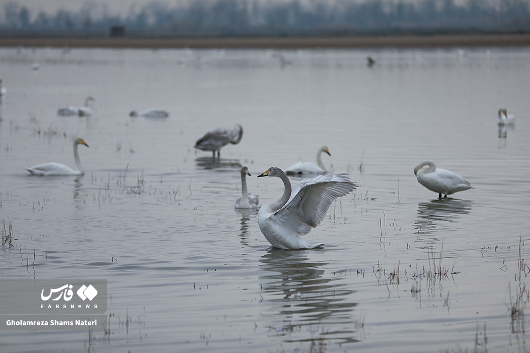 تصاویر: زیستگاه