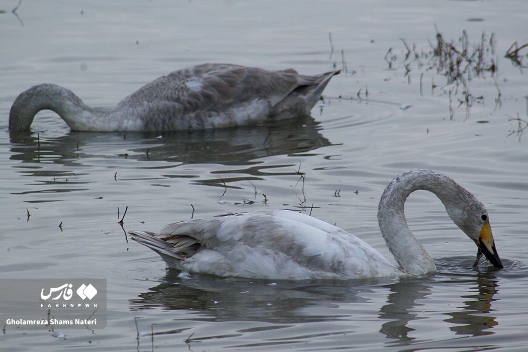 تصاویر: زیستگاه