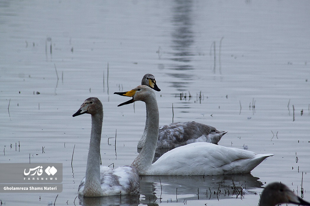 تصاویر: زیستگاه