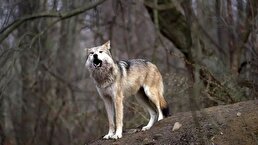 ببینید/ پرسه‌زنی گرگ‌ها در تهرانپارس؟